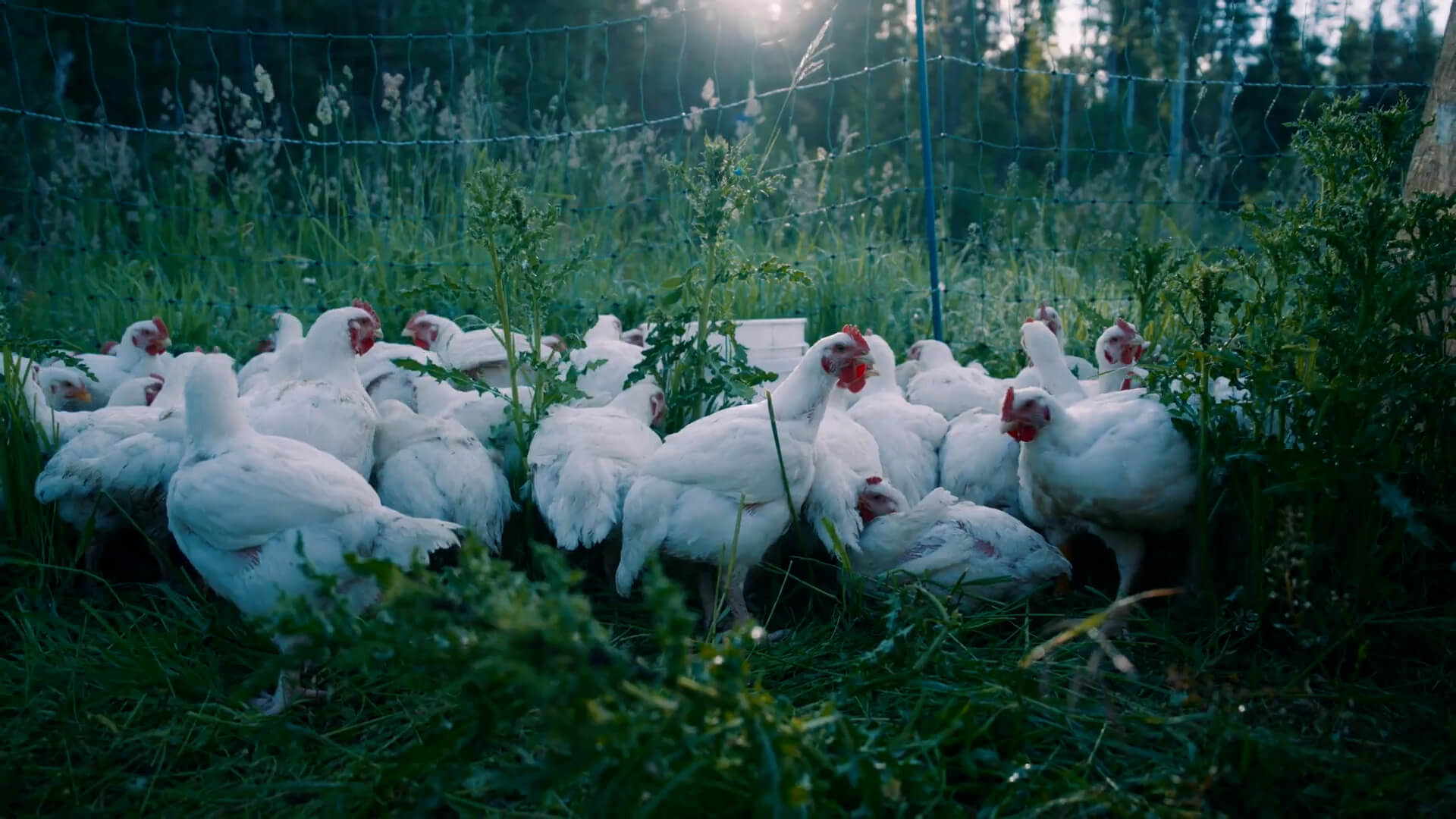 Meat chickens out on pasture.