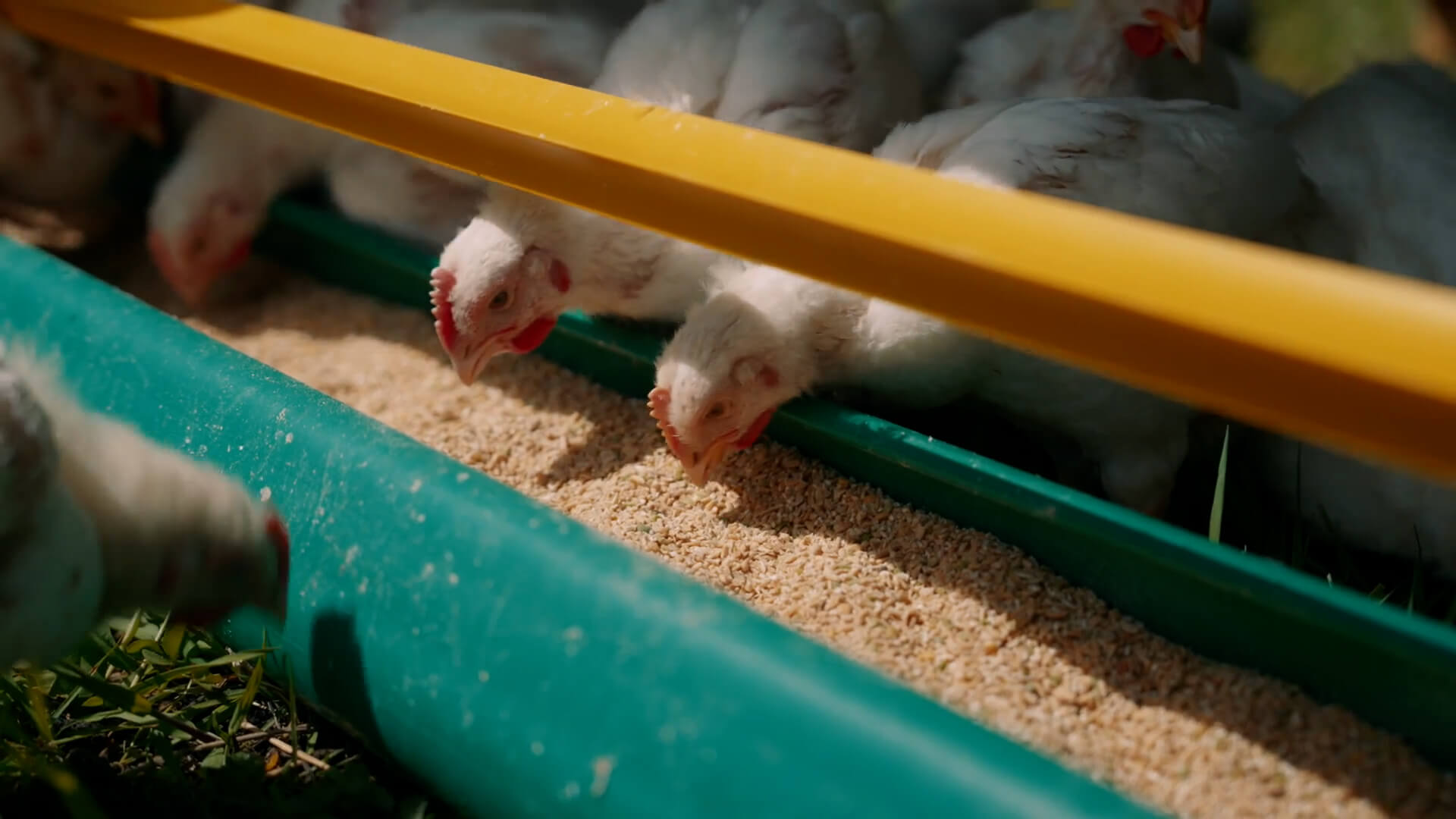 Meat chickens eating from a feeding tray.