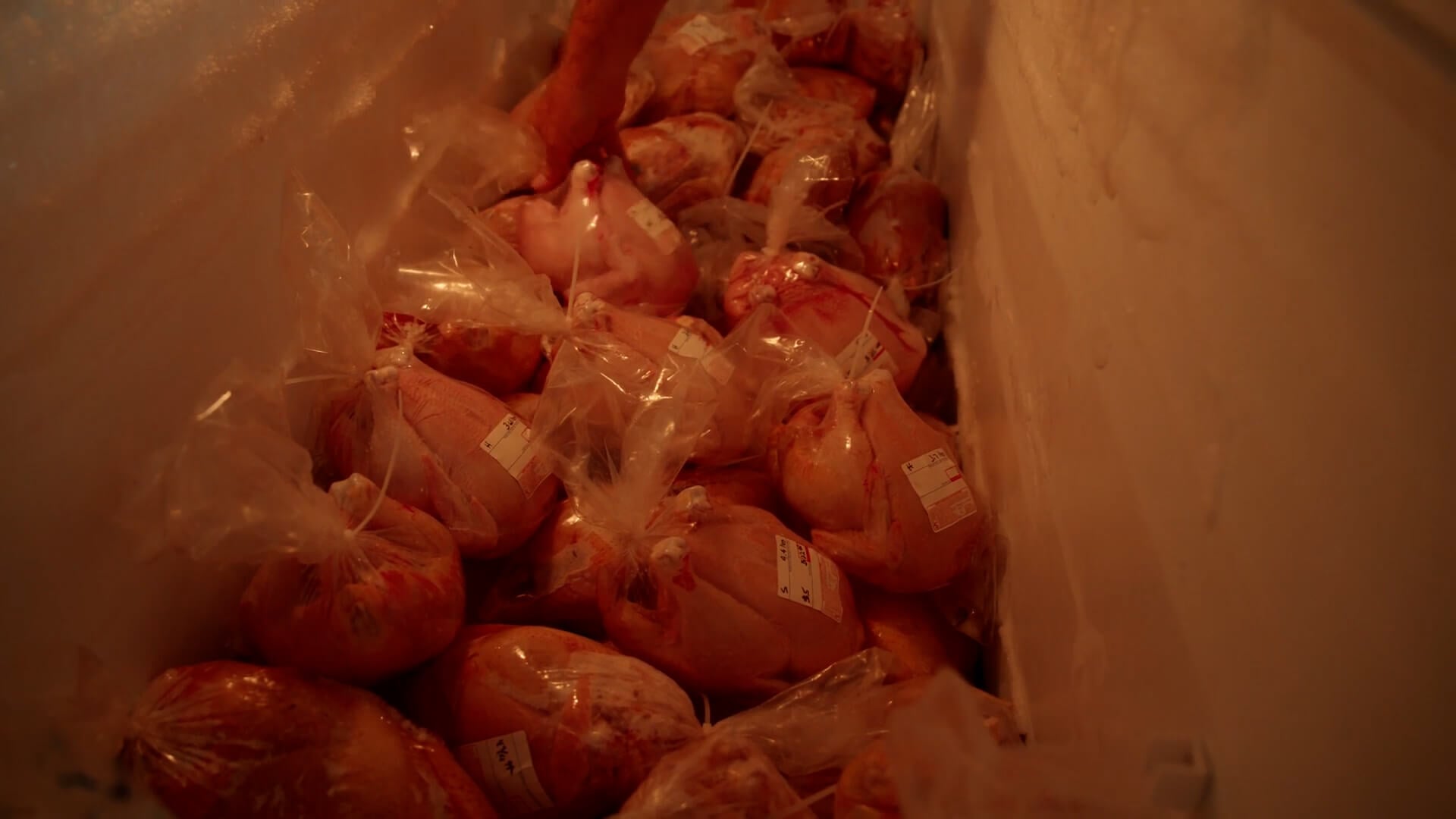 A freezer full of frozen whole broiler chickens.