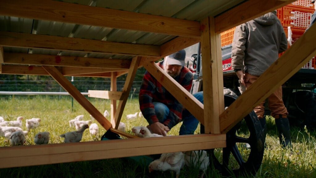 Meat chickens under a chicken tractor.