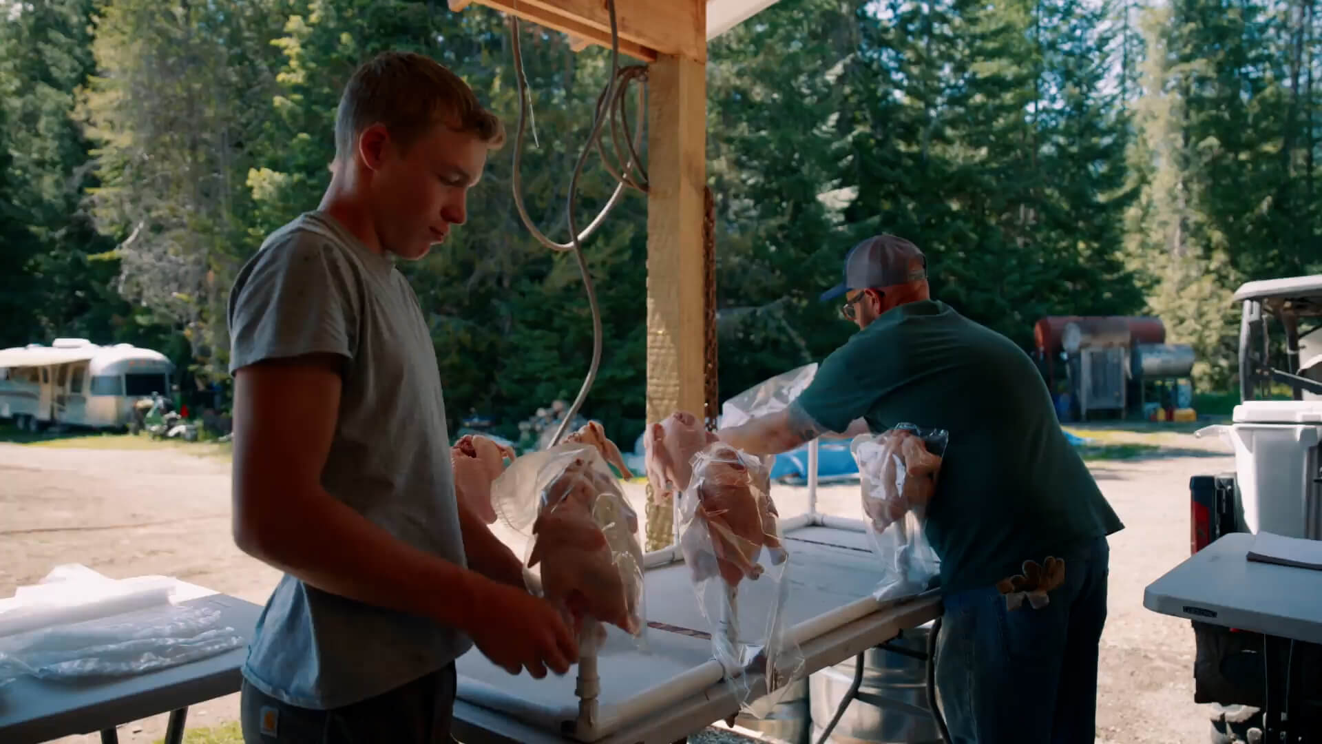 Broiler chickens getting wrapped in plastic for storage.