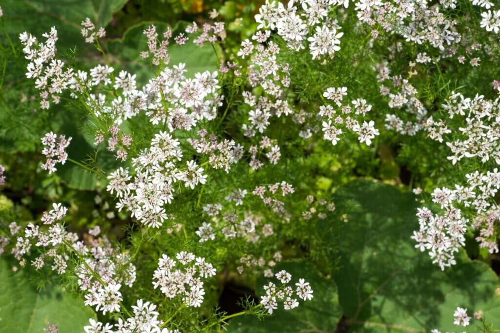 Cilantro flowering.