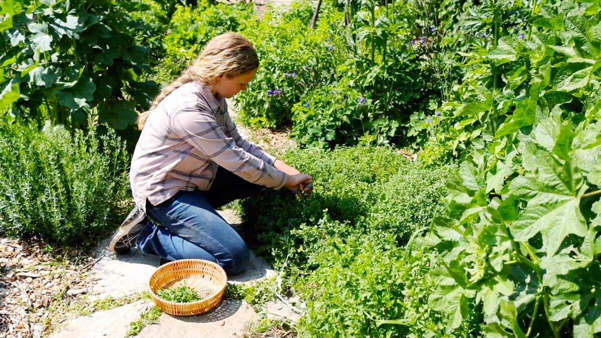 A young girl harvesting herbs.
