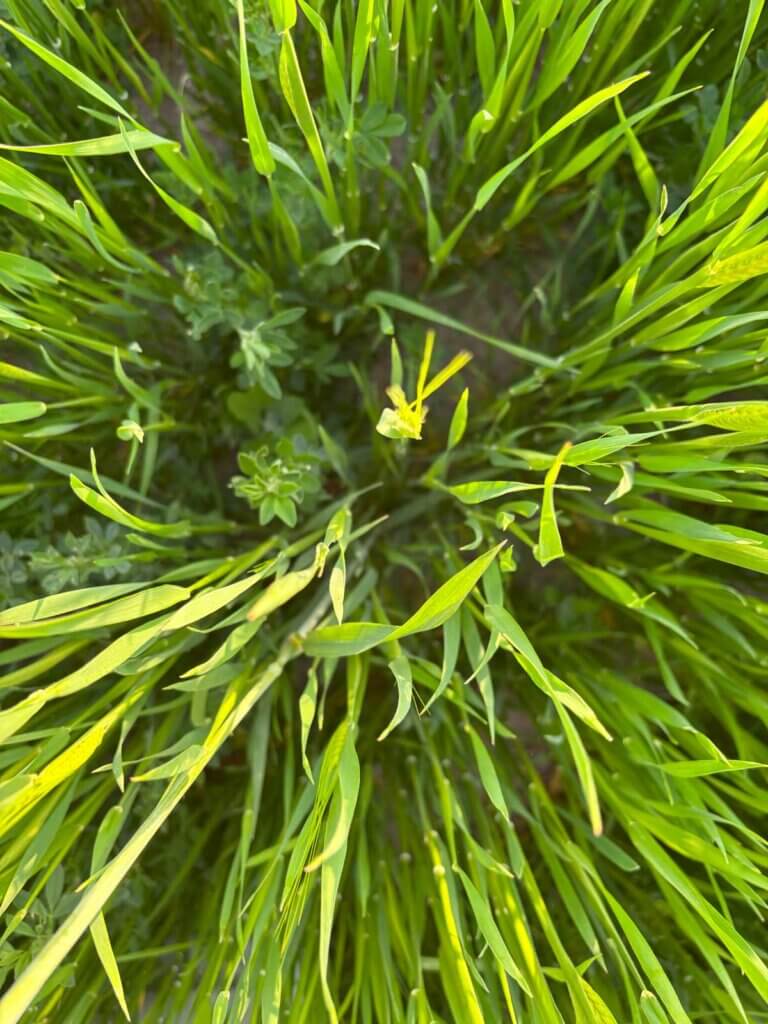 Intercropping of grains and other plants.