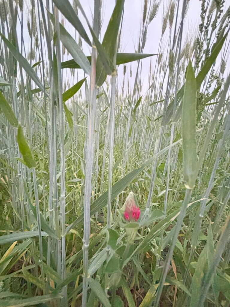 Intercropping of grains and other plants.