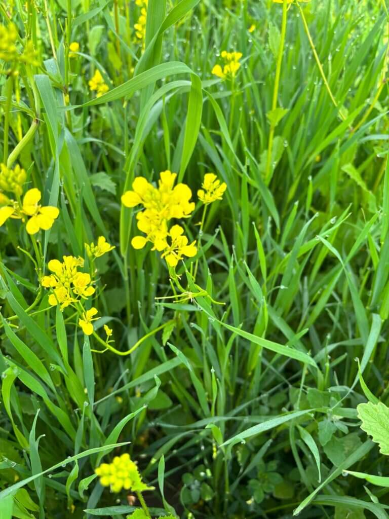 Intercropping of grains and other plants.