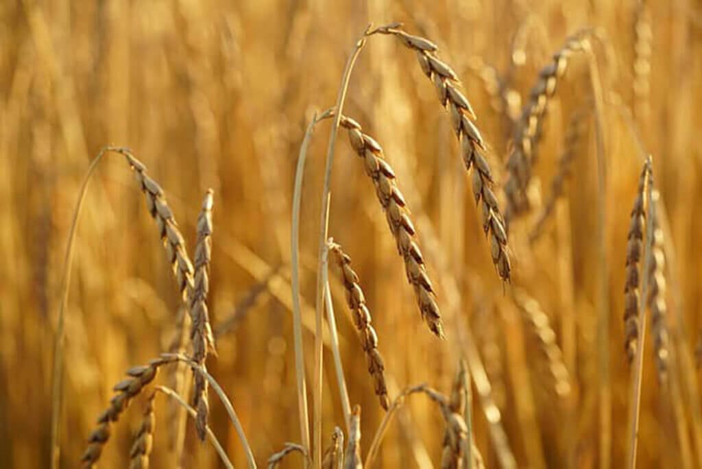 Spelt growing.