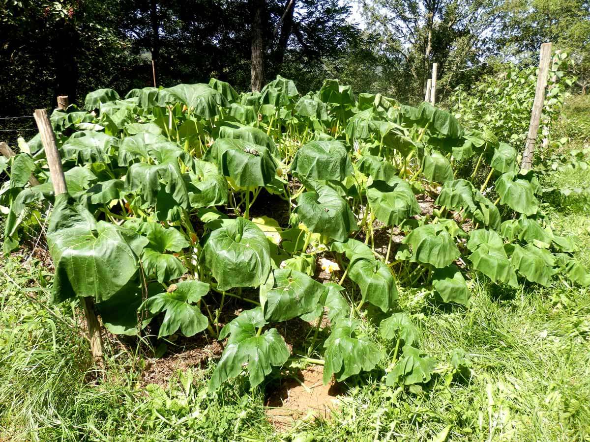 Wilted squash plants in the midday sun.
