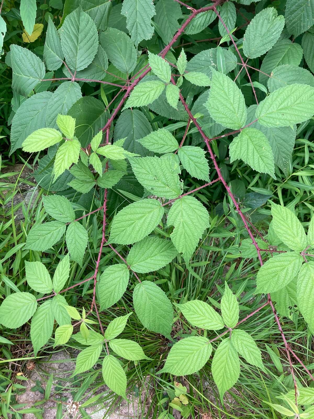 Black Raspberry leaves on purple stems