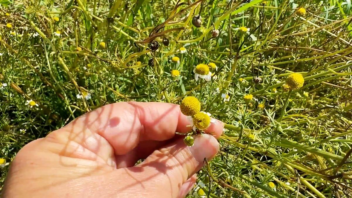 A hand holding a chamomile flower bud.