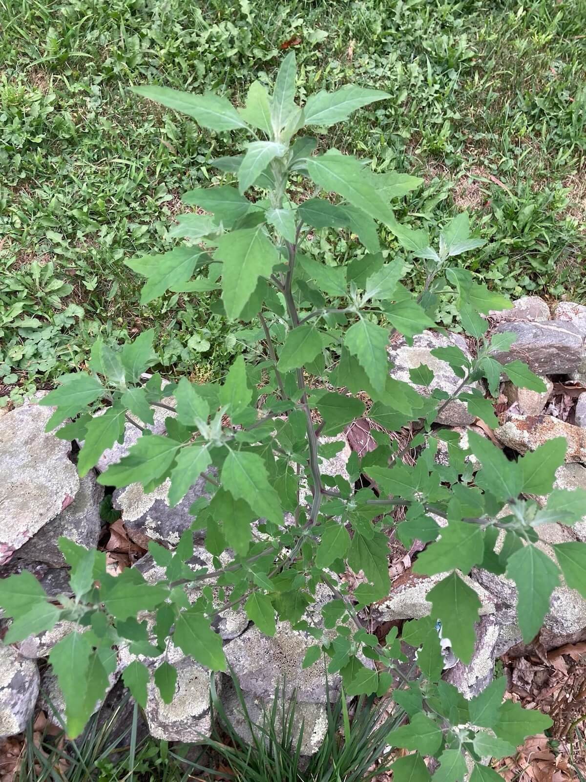 Lamb's Quarters growing out of a rock wall