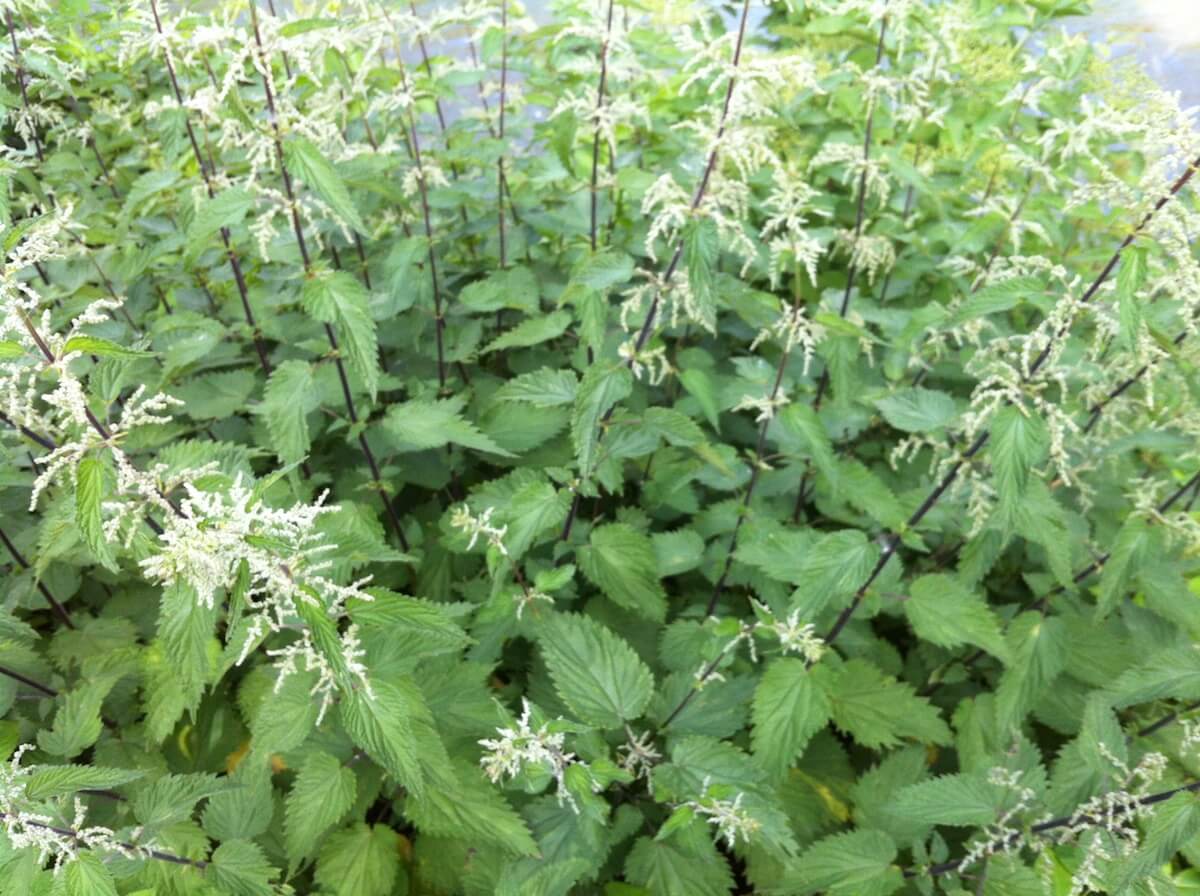 Stinging Nettle leaves and flowers