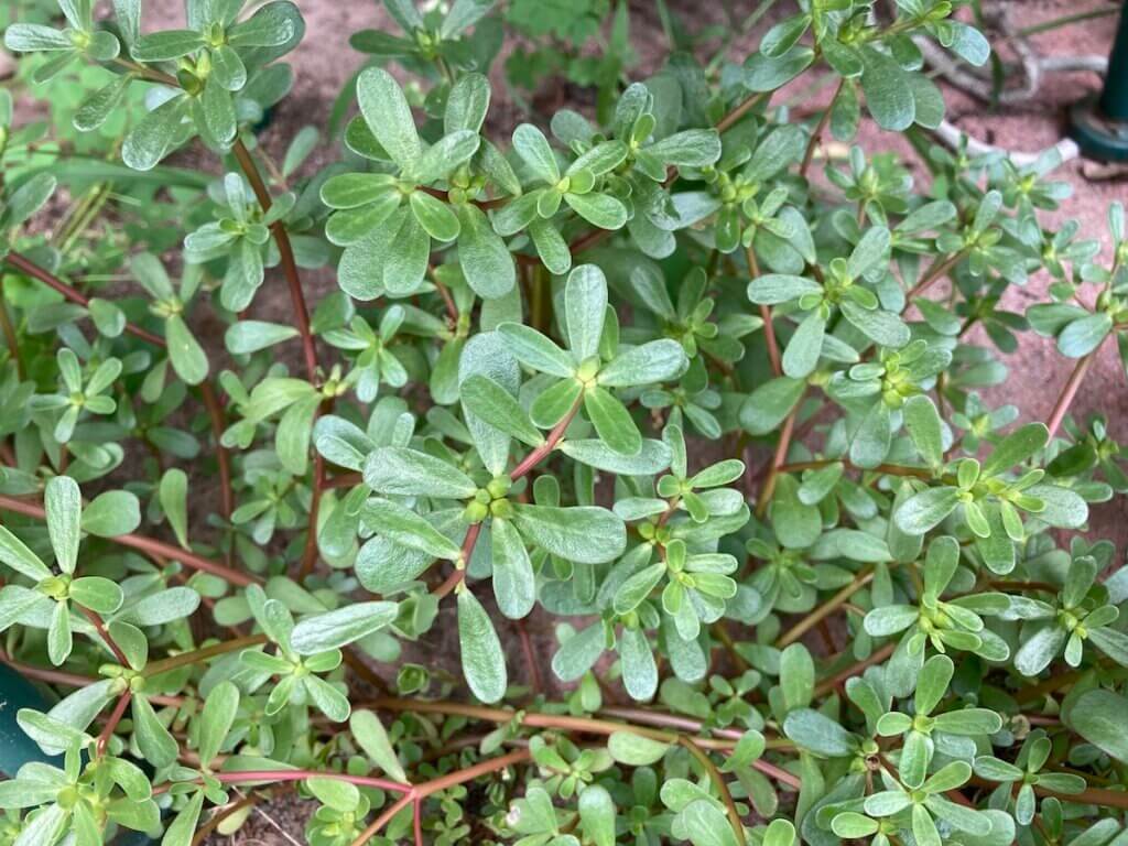 A patch of purselane.