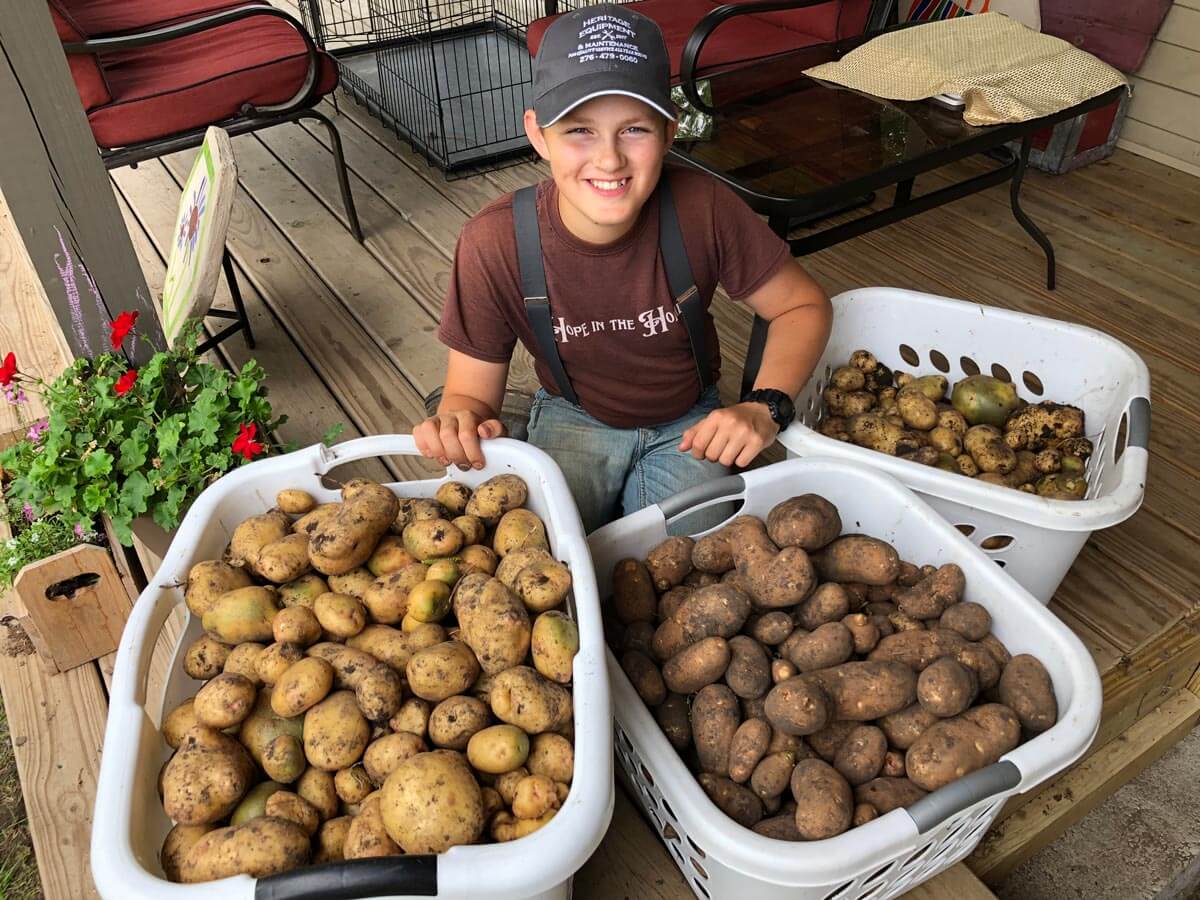 A young boy with baskets of harvested potatoes.