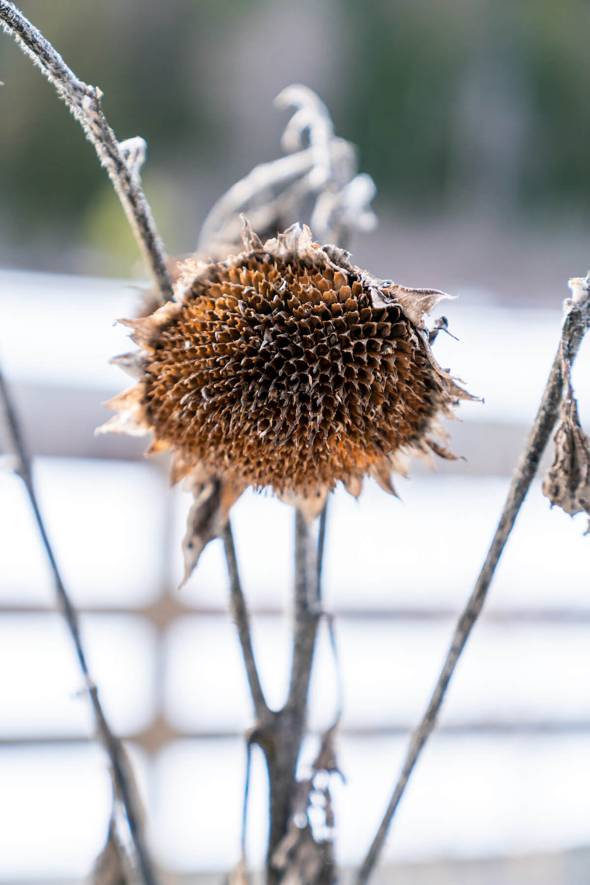 faded sunflower head in winter