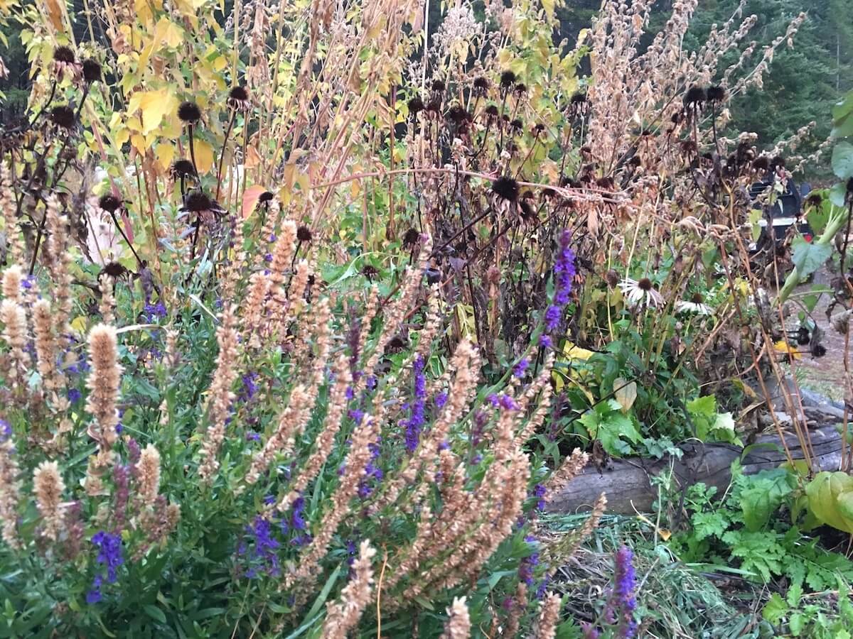 faded flowers in cottage garden