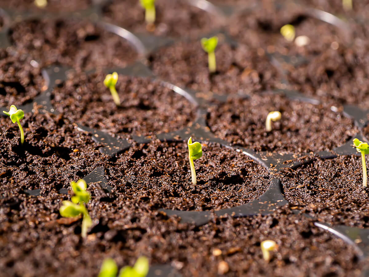 seedlings in sprouting trays