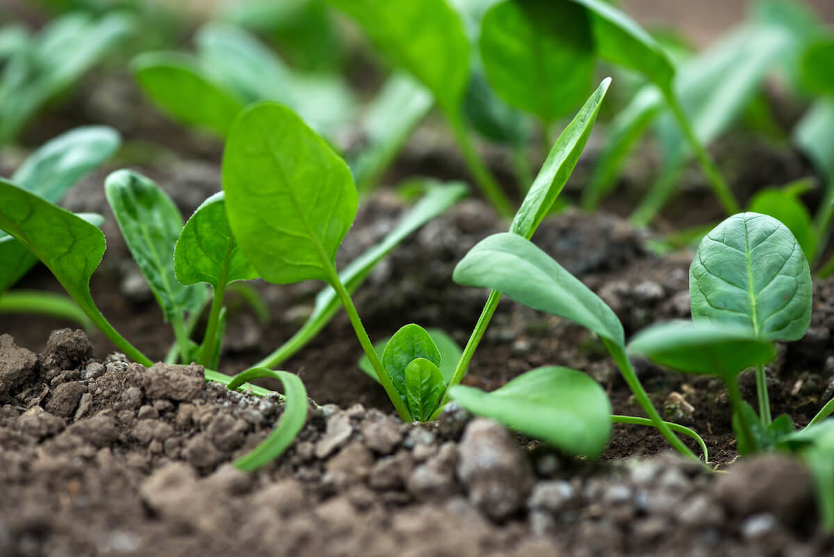 baby spinach in the garden