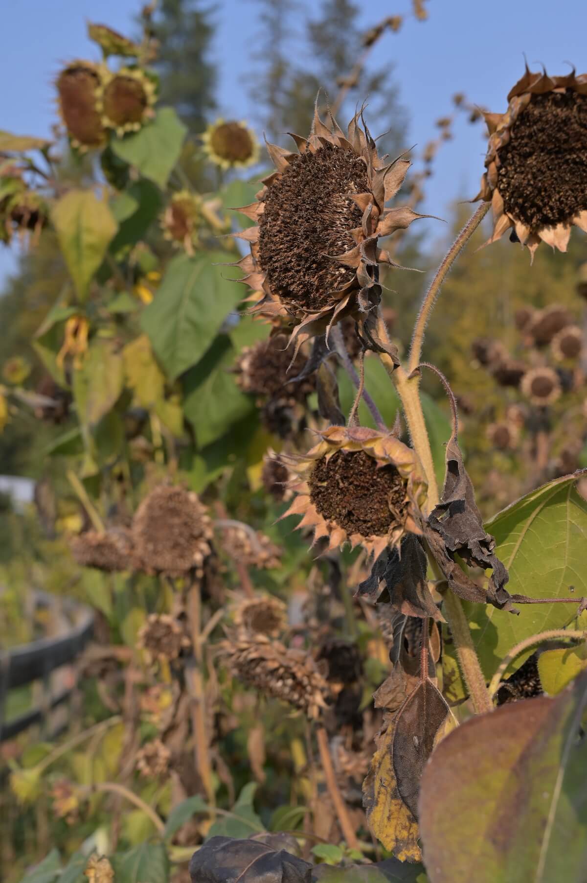 faded sunflowers in the garden