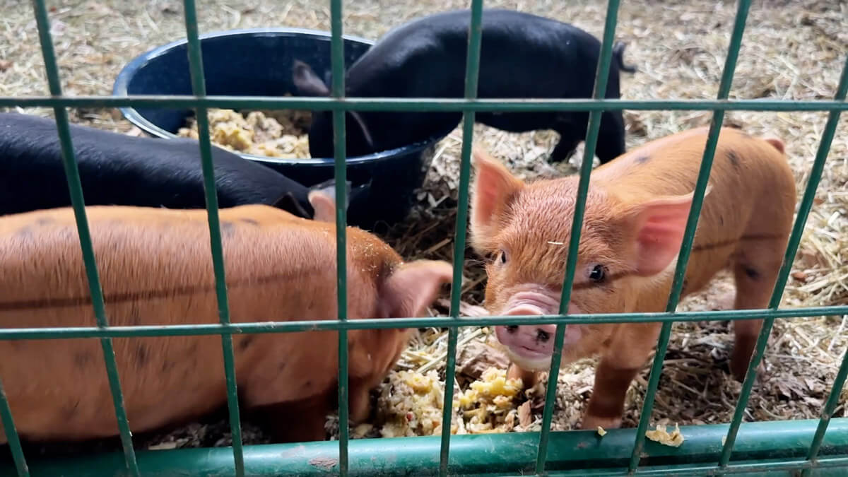 Piglets eating apple mash.