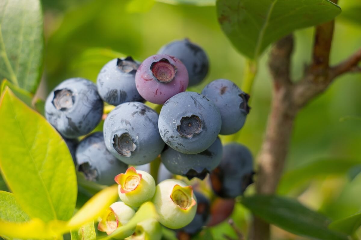 ripe and unripe blueberries on shrub