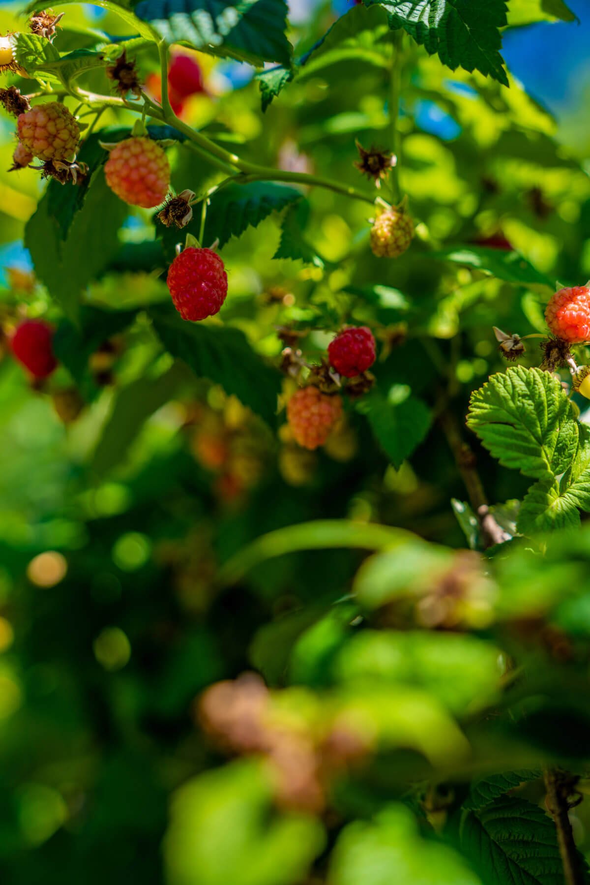 raspberries on the bush