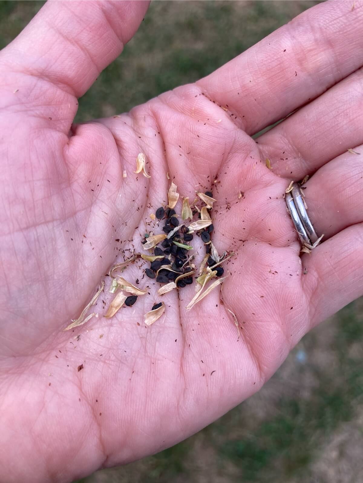 Dianthus seeds in hand