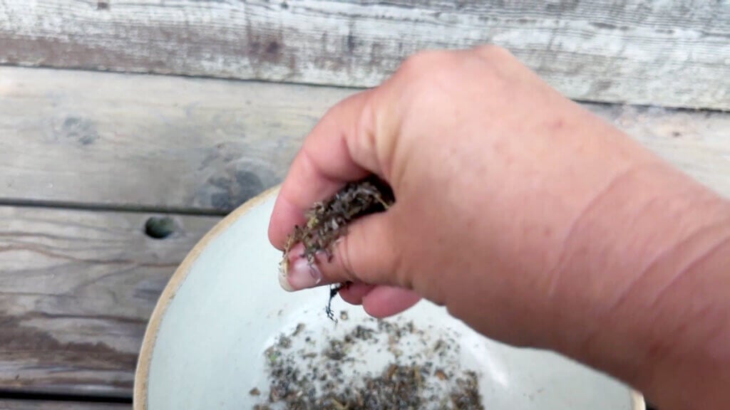 A woman's hand winnowing the chaff off of lettuce seeds.