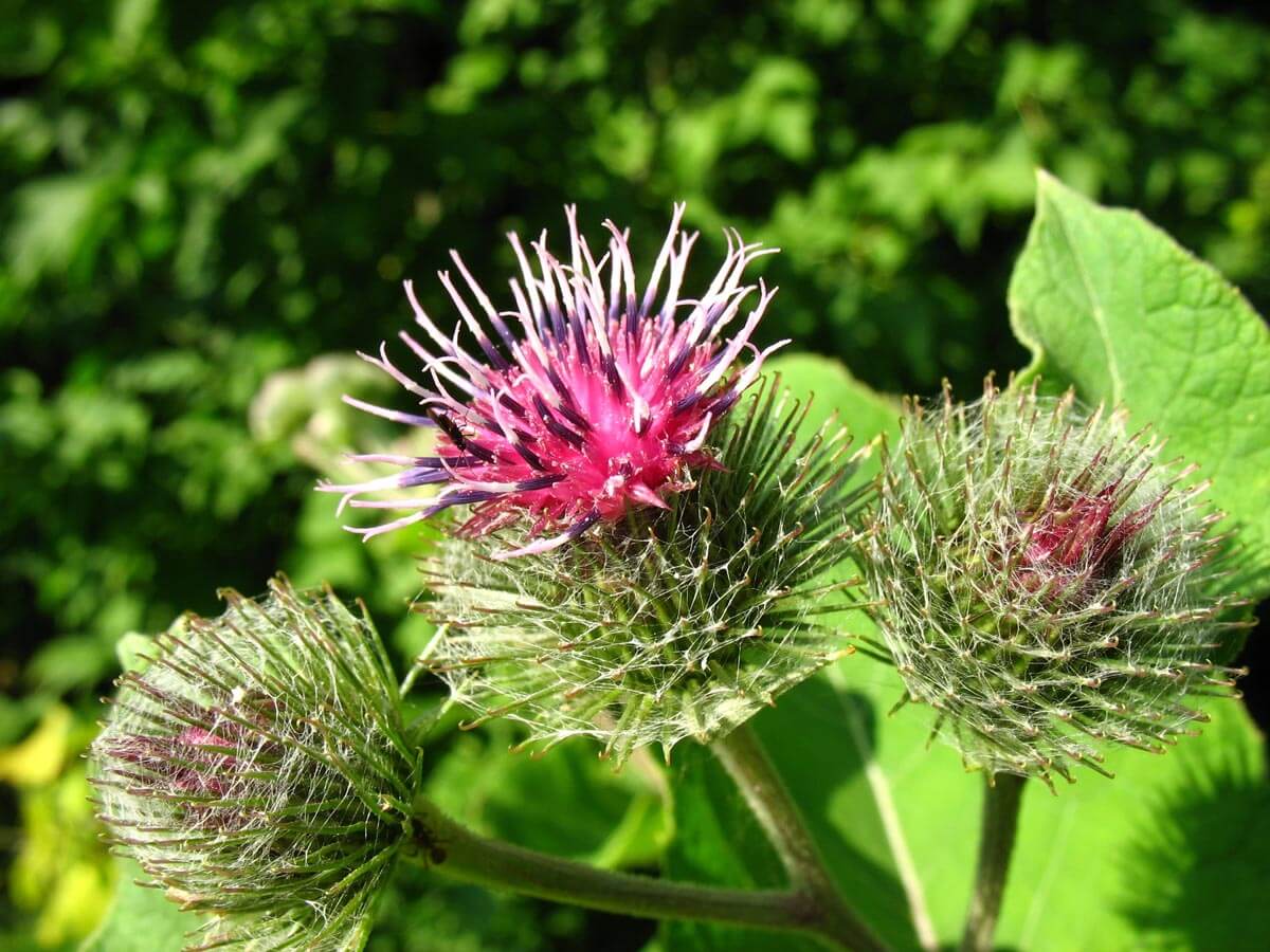Burdock flower.
