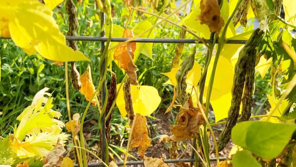 Green beans on the vine dying back.