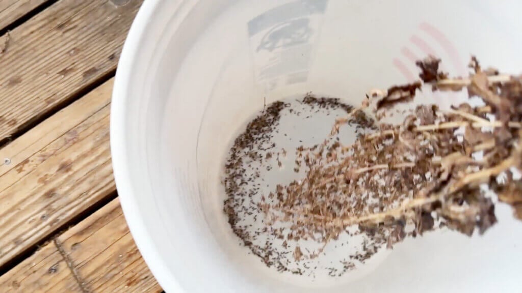 Harvesting lettuce seed in a large bucket.