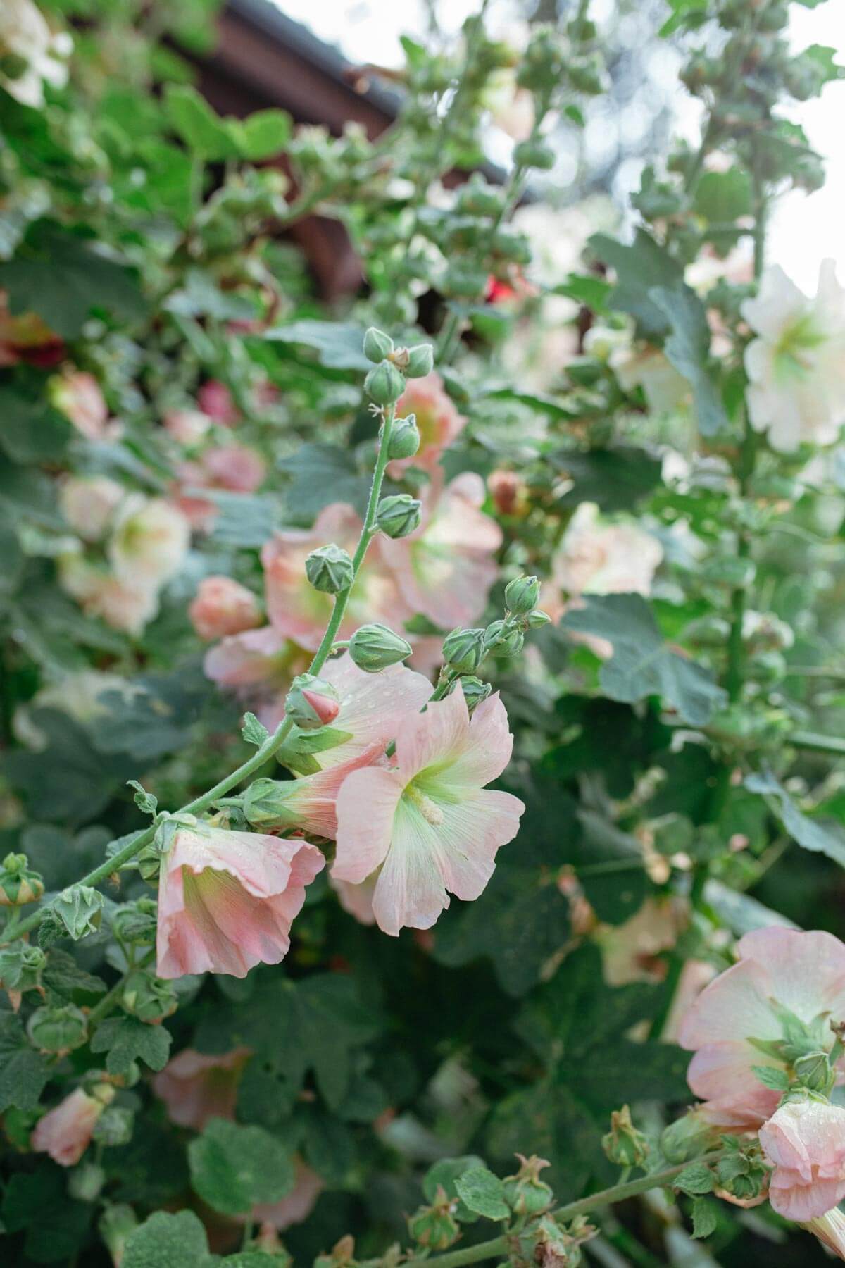 Hollyhocks growing in a garden.