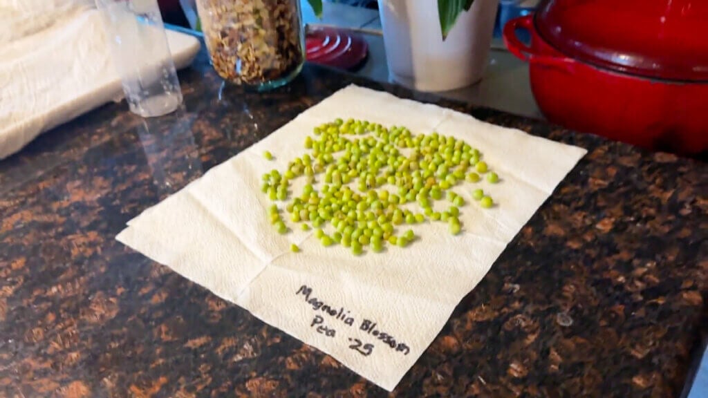 Bean seeds drying out on a paper towel.