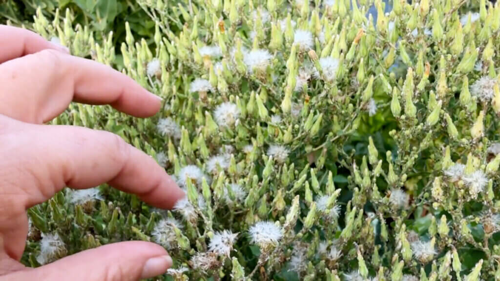 Lettuce that has flowered.