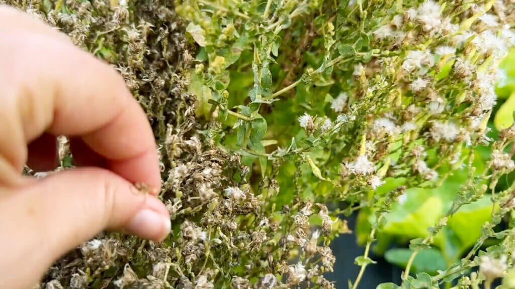 Harvesting lettuce seed from a plant.