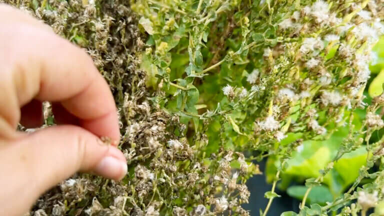 Seed Saving (A Beginner's Guide) — Homesteading Family