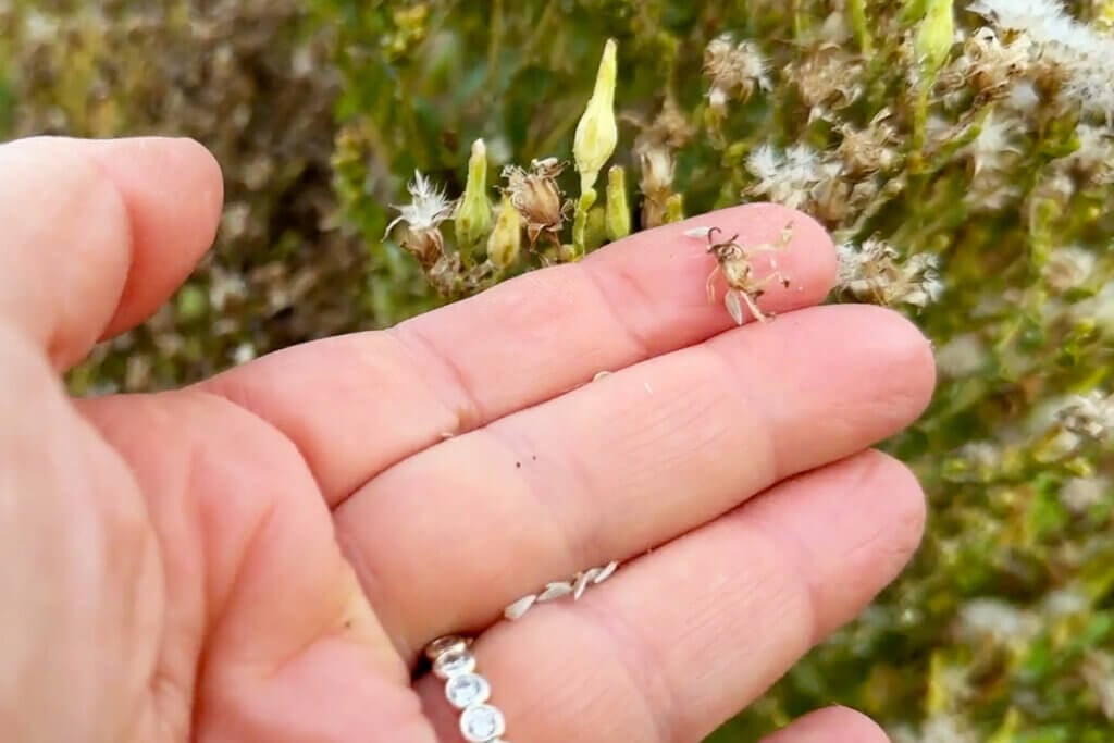 Lettuce seeds in a hand.