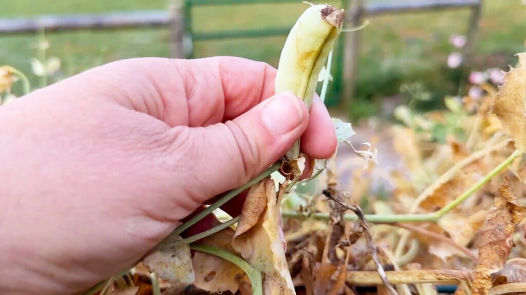 A large pea pod.