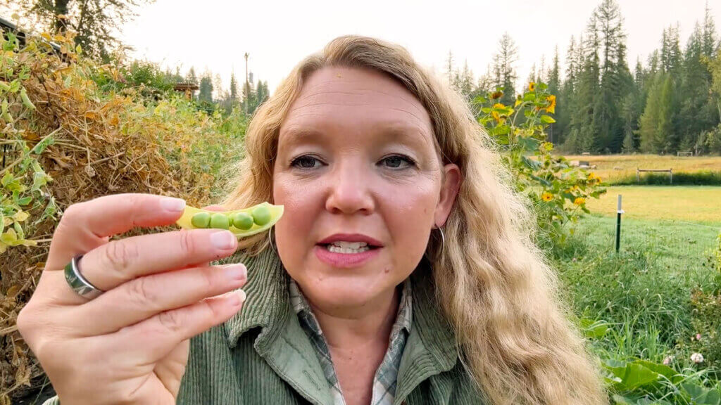 A woman holding up a pea pod, revealing the peas inside.