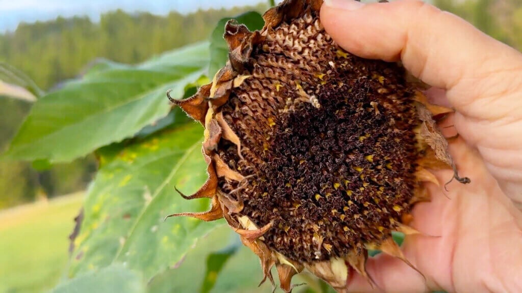 A dried sunflower head.