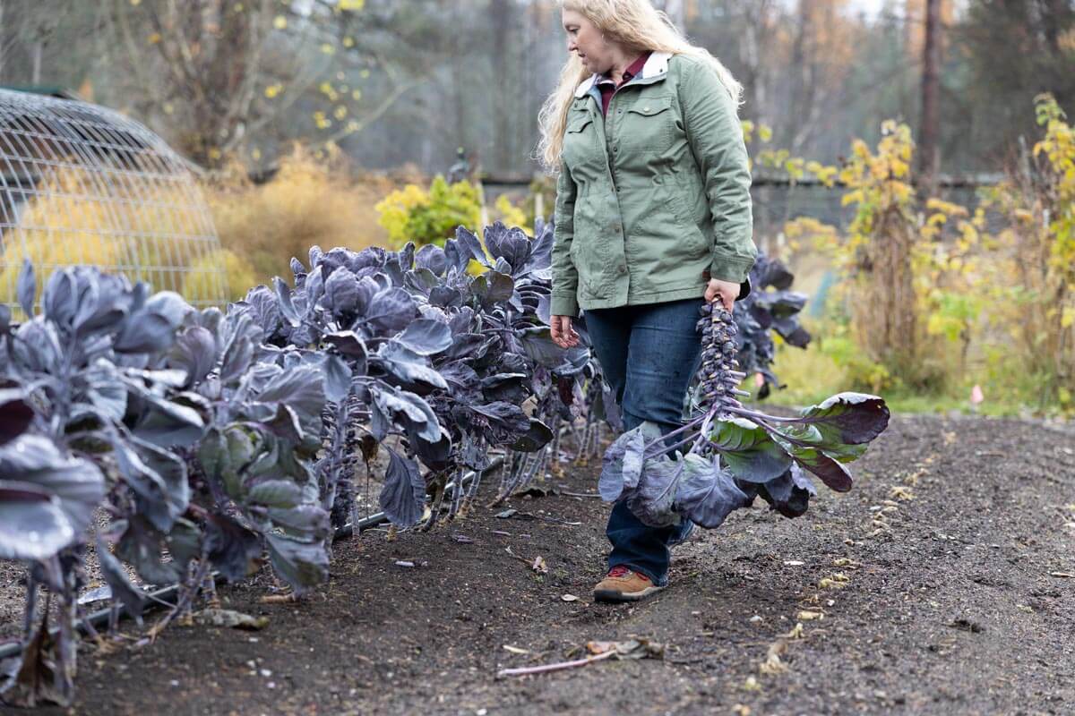 A woman harvesting Brussel sprouts in the garden.
