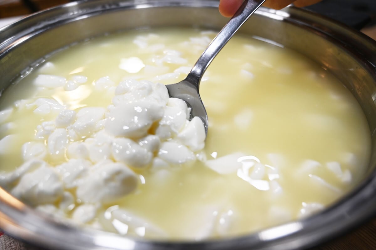 Curds and whey in a large pot.