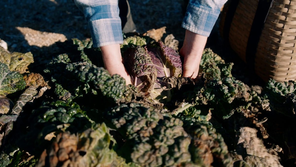 A large cabbage being harvested from the garden.