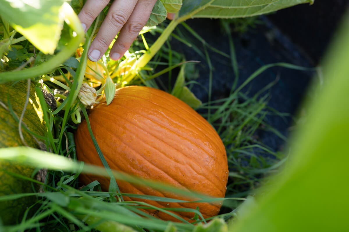 A pumpkin growing in a garden.