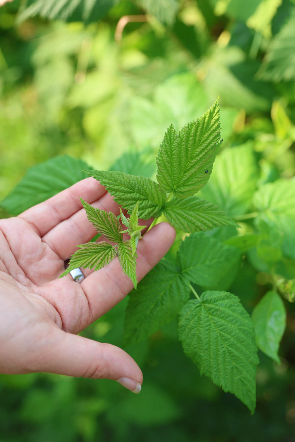 Red Raspberry leaf in hand