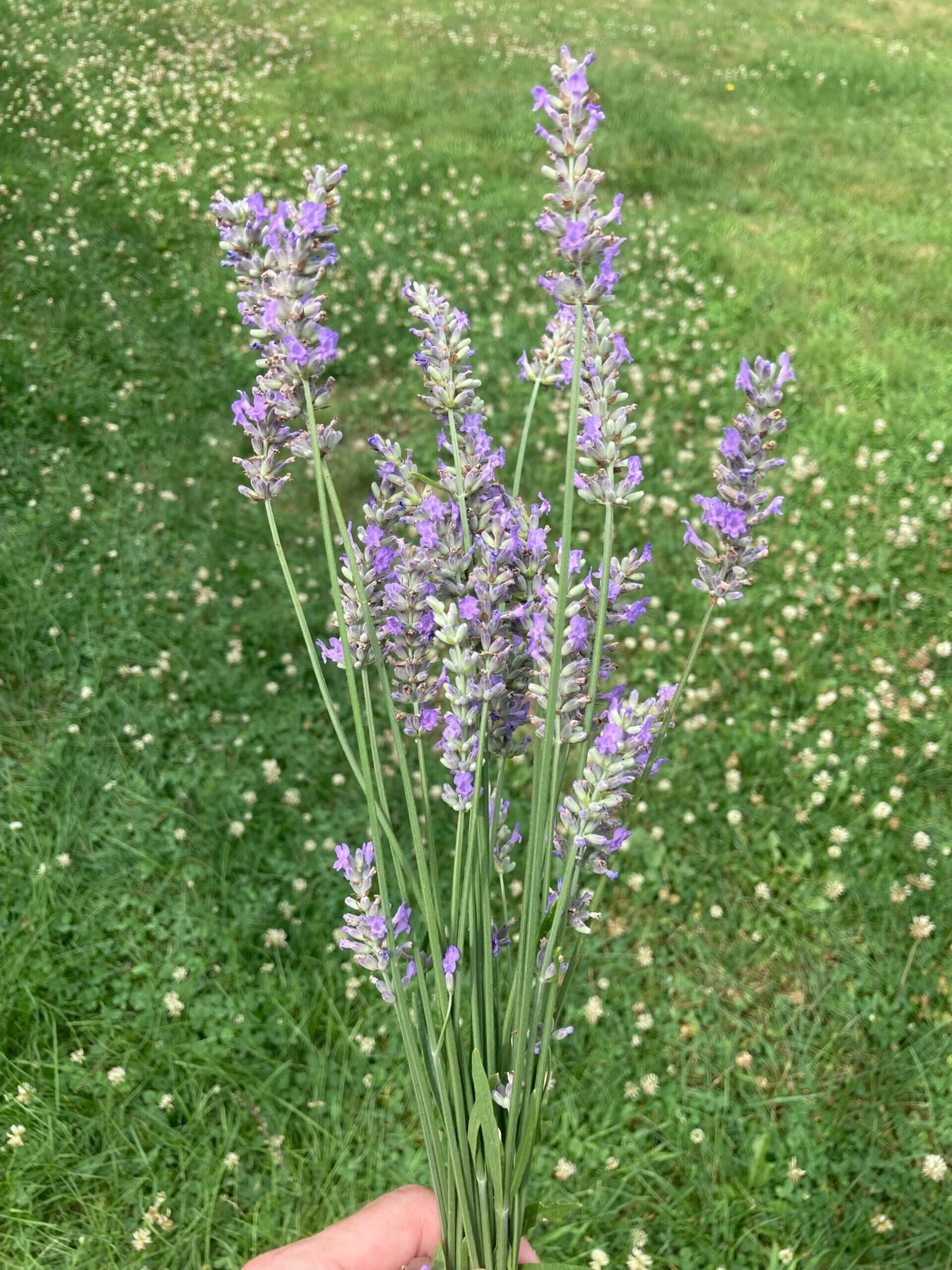 Lavender bouquet held in hand.