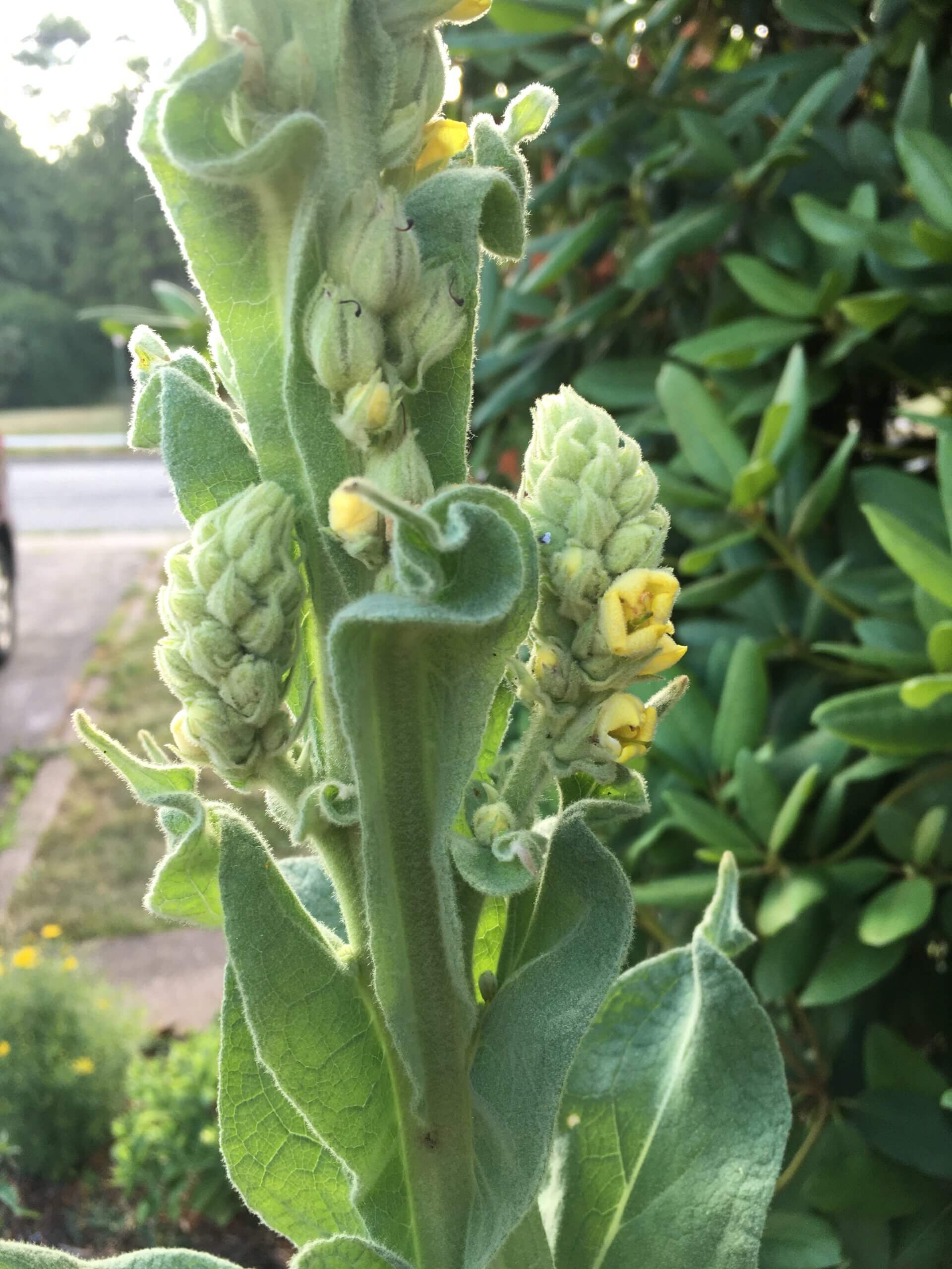 Closeup of Mullein plant in flower.