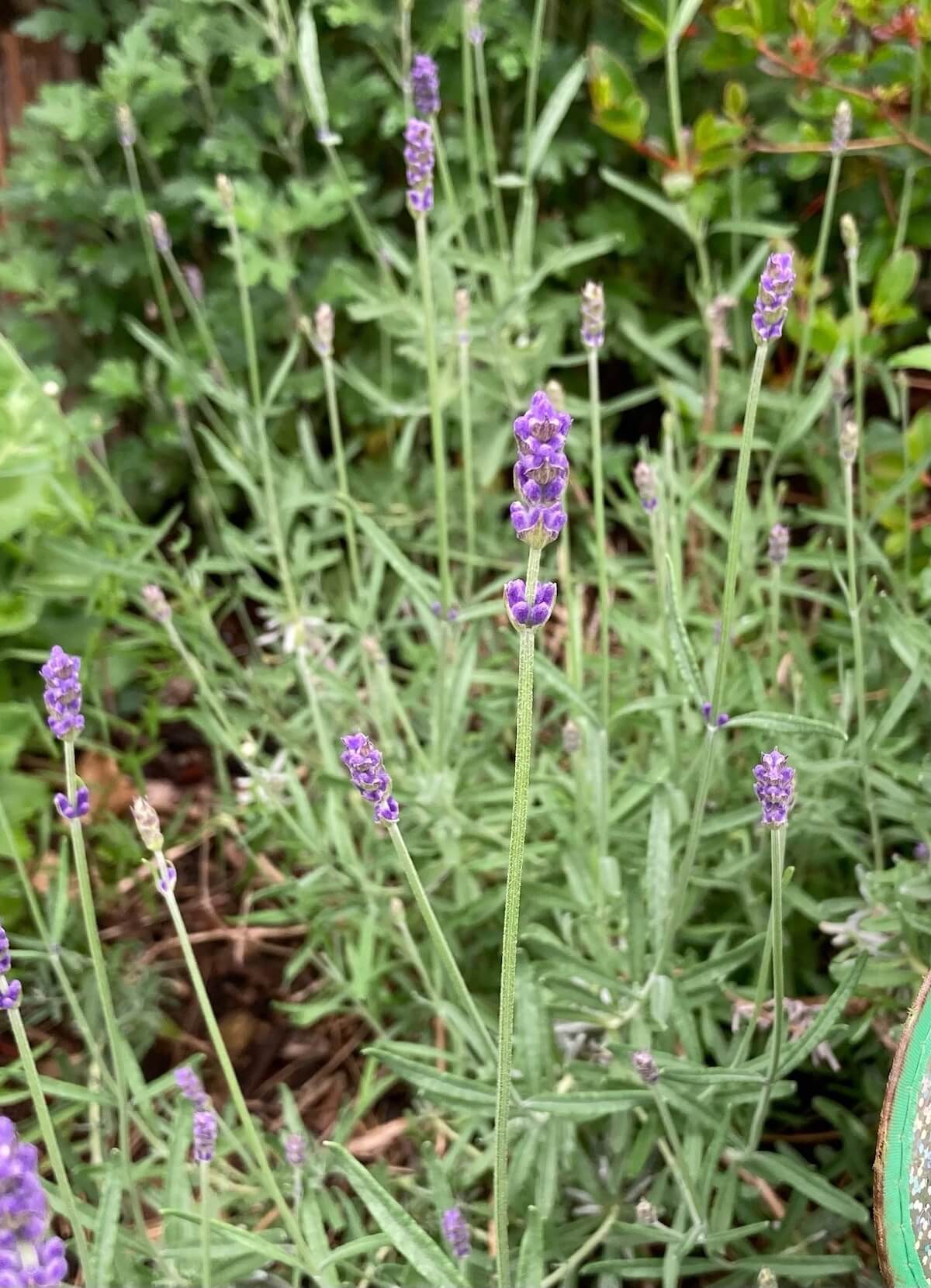 Lavender plant in flower