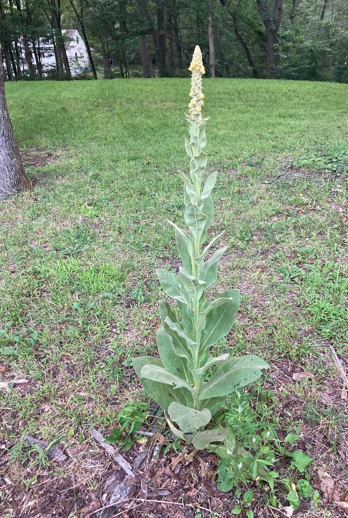 Mullein plant in flower.