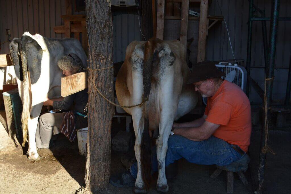 A man milking a dairy cow.